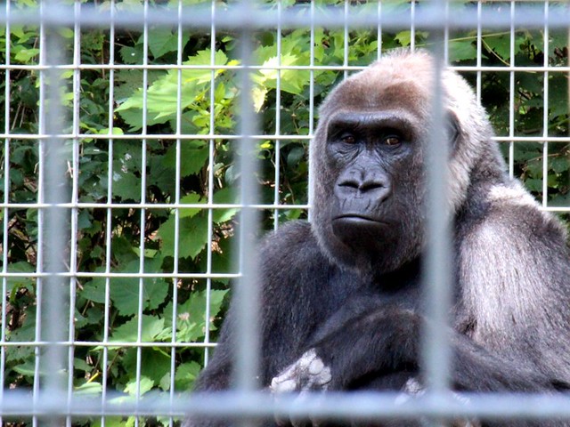 Part 1: STATS -There are thought to be 100,000 western lowland gorillas in the wild, of which 4,000 (4%) live in zoos. At the time of writing I have yet to spend any time in captivity.1-0