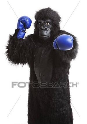 The average height of a gorilla is 5'6 whereas I am a comfy 5'10 in the right air maxes. I have a clear range advantage and Abella Danger level head movement so I struggle to see how the gorilla would land a significant strike to take me down. 4 - 1