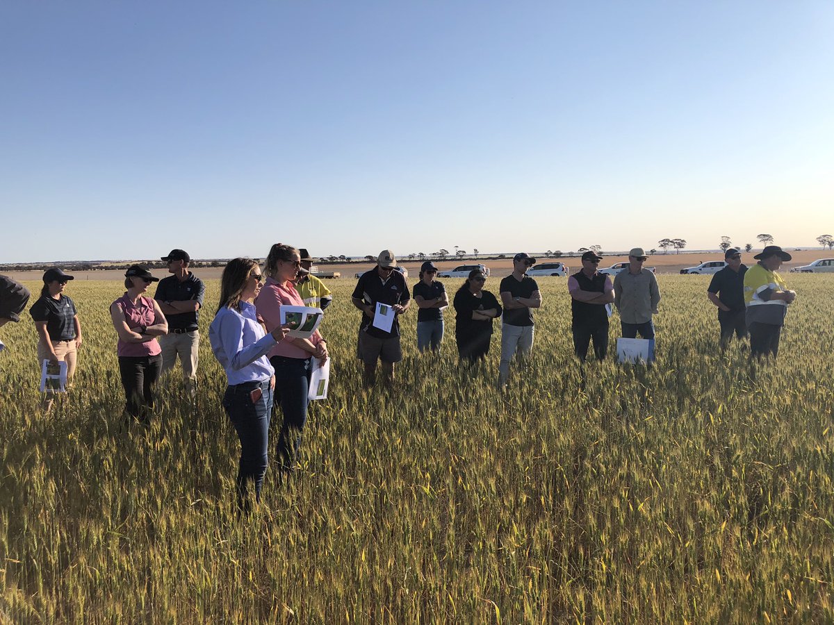 Great turn out to <a href="/micksea22/">Mick Caughey</a> field walk of his On Farm Experiment looking at P strips across different soil types. This collaboration between <a href="/CurtinUni/">Curtin University</a> <a href="/DPIRDbroadacre/">DPIRD Broadacre - WA Grains & Livestock</a> <a href="/foodagility/">Food Agility CRC</a> <a href="/CSBPfertilisers/">CSBP Fertilisers</a> draws on analytics from <a href="/bigagdata/">Fiona Evans</a> and Curtin researchers.