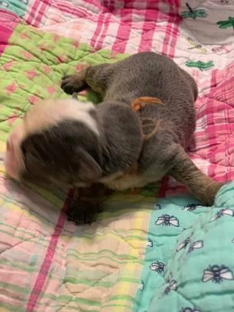 SFPuppies's tweet photo. Favorite This Post                    Sep 22        Akc English Bulldog Puppies : https://t.co/ceeRFj6eP0 #Dogs #Puppies #DogFinder #AdoptADog https://t.co/1ELXp9ChrE