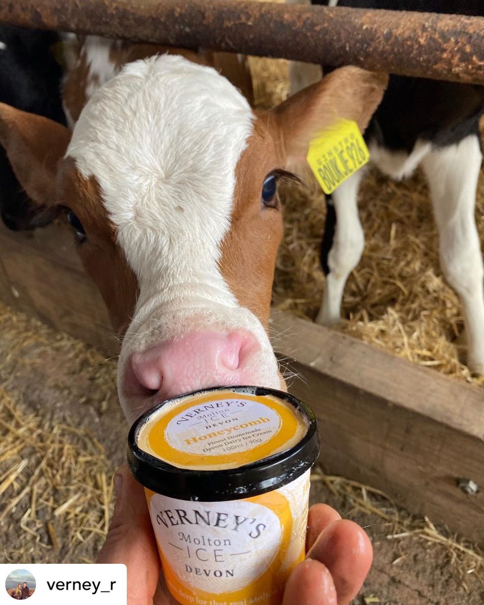 Verney's Molton Ice (@moltonice) on Twitter photo 