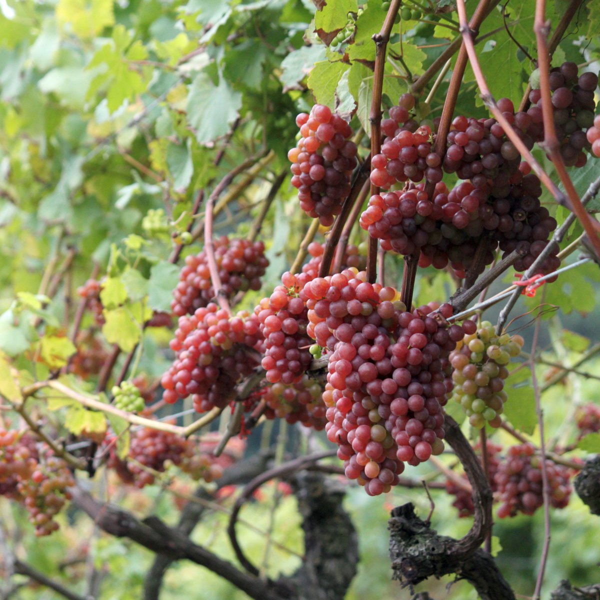 Stories from the E-Bulletin: Oak Creative Brand Story: Biddenden Vineyards... Read more: producedinkent.co.uk/oak-creative-b….... #helpkentbuylocal #supportyourlocal #lovekent #forkent #lovelocal #keepitkent <a href="/OakCreative/">Oak Creative Design</a>