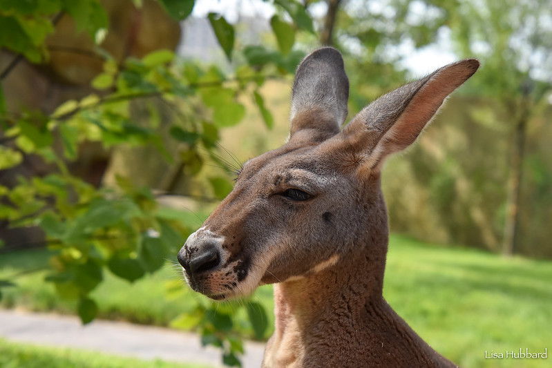 Cincinnati Zoo on Twitter: Cincinnati Zoo on Twitter: