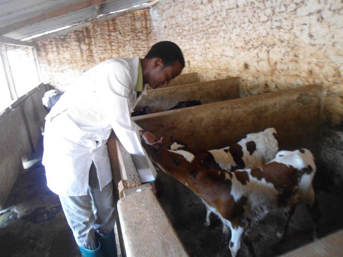 #TierärztInnen kommt in puncto #Lebensmittelsicherheit eine #Schlüsselrolle zu. Sie tragen mit der Verabreichung von Medikamenten im Krankheitsfall und mit der Prüfung von Fleisch nach der Schlachtung eine große Verantwortung gegenüber der Gesellschaft. bit.ly/3kHjTtA