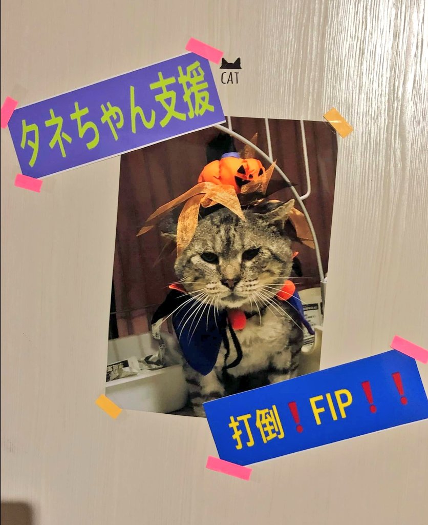 ねこいろぷろてくしょん Nekoiroprotecti Twitter