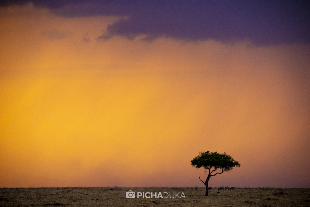 mwarv's tweet photo. For many people, Mara = Migration. But Mara is much more than the hundreds of thousands of gnus crossing the Mara River as I found out a couple of weeks ago.
#TembeaKenya #MagicalKenya #MasaiMara #Migration2020 https://t.co/GybugHNFmy