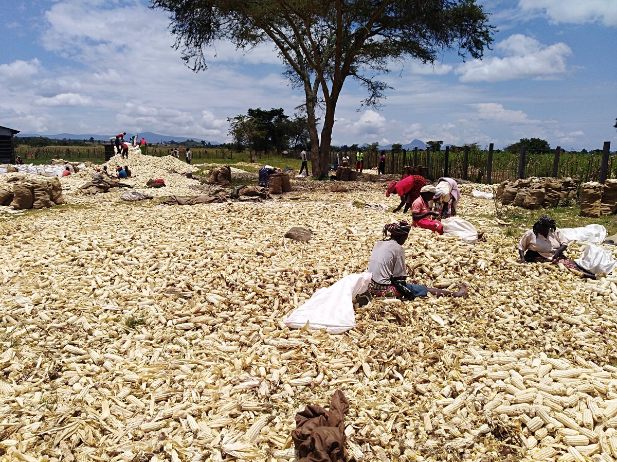Amos_Moruri's tweet photo. Women play a crucial role in agriculture. Some of these women have done seed maize selection for the last 2 decades. Most of you  who plant hybrids seeds in Kenya should appreciate their work. https://t.co/Z03t9Hfhyb