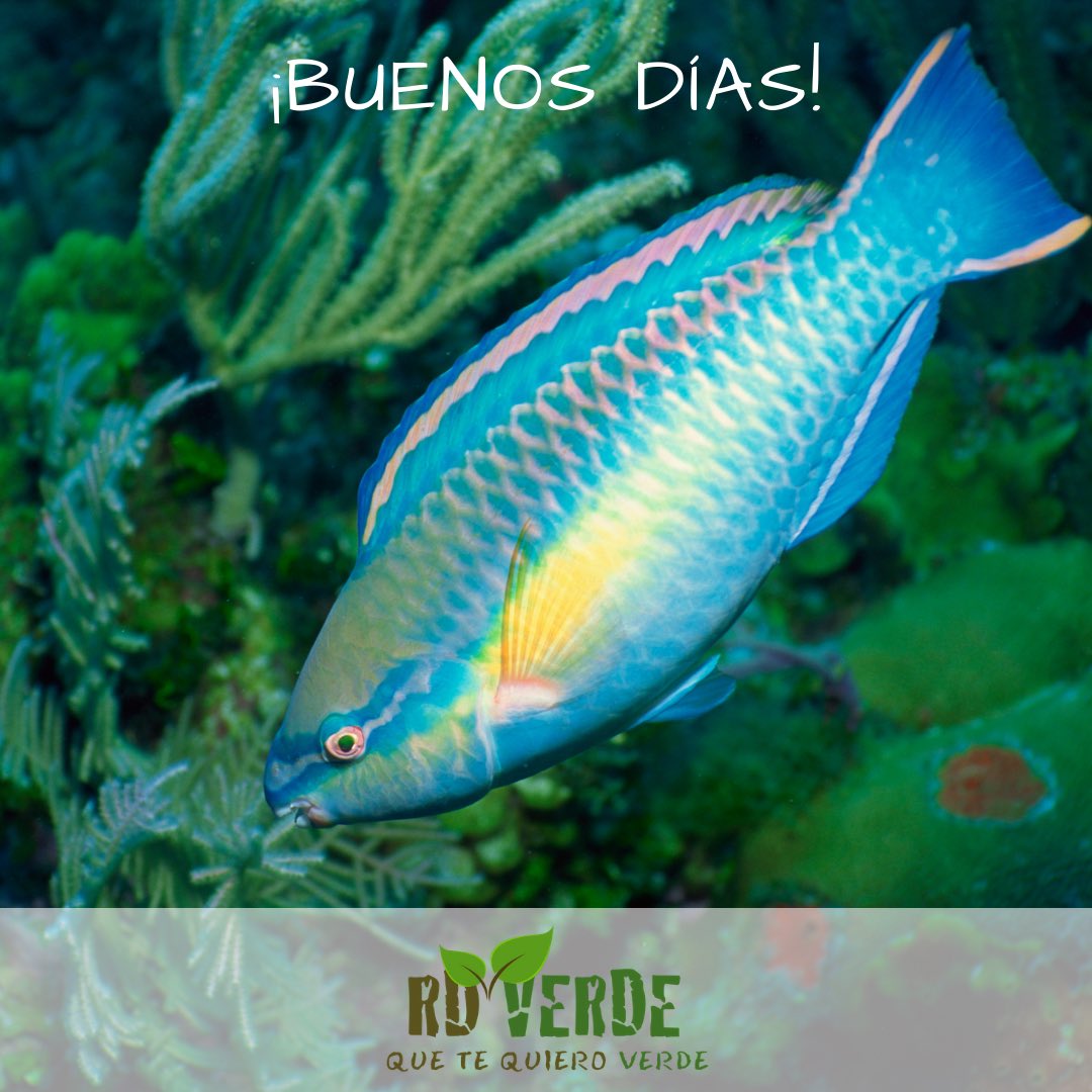 RevistaRDVERDE's tweet photo. ¿Hoy me desperté en veda 🐟 y ustedes, como amanecieron? 🙂
#pezloro en #veda por la #conservación de nuestros #arrecifes de #coral #nomedescotorra por una #rdverde #revistardverde 💚
🍃 Gracias @ambienterd y @orlandojorgemera por una medida tan necesaria 👏🏼 https://t.co/XDWeAk4YsR