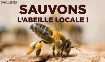 LevequeGeorges's tweet photo. https://t.co/8lEoWhVVni     Vous vous intéressez à la #vie et la #survie des #abeilles et autres #insectes #butineurs #pollinisateurs. Alors, #interrogez l'#organisation #Pollinis qui mène de salutaires combats https://t.co/PhZtQJPfrd
