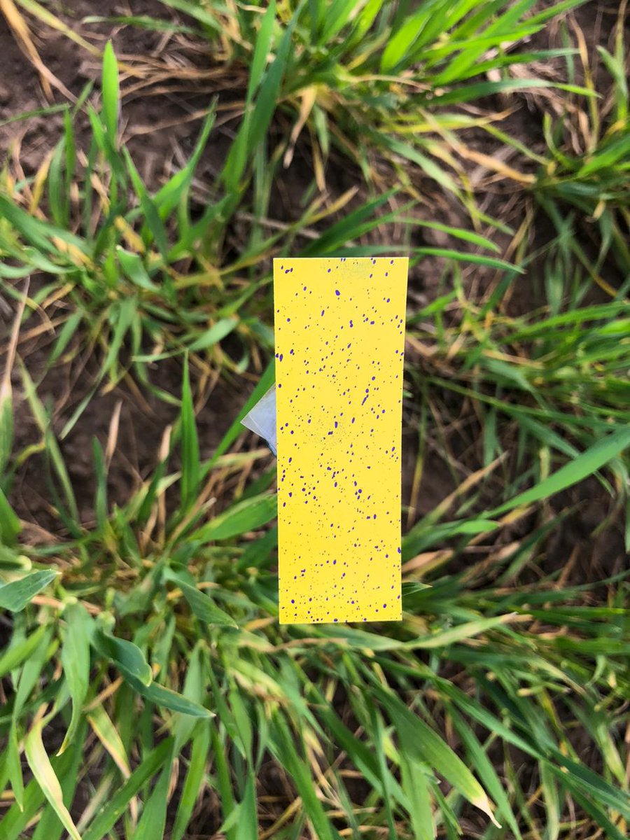 AlltecBIO's tweet photo. Observando las bondades de #adyuvante #A35T 💦💦
Trabajo realizado junto a nuestros amigos de Pircatt-rural y Pelayo Agronomía.
Antes de comenzar realizamos una puesta a punto general de la pulverizadora.
🔸Tarjeta testigo con agua; foto n3.
🔸Tarjeta con A35T; foto n4. https://t.co/mMAGyI0WKz
