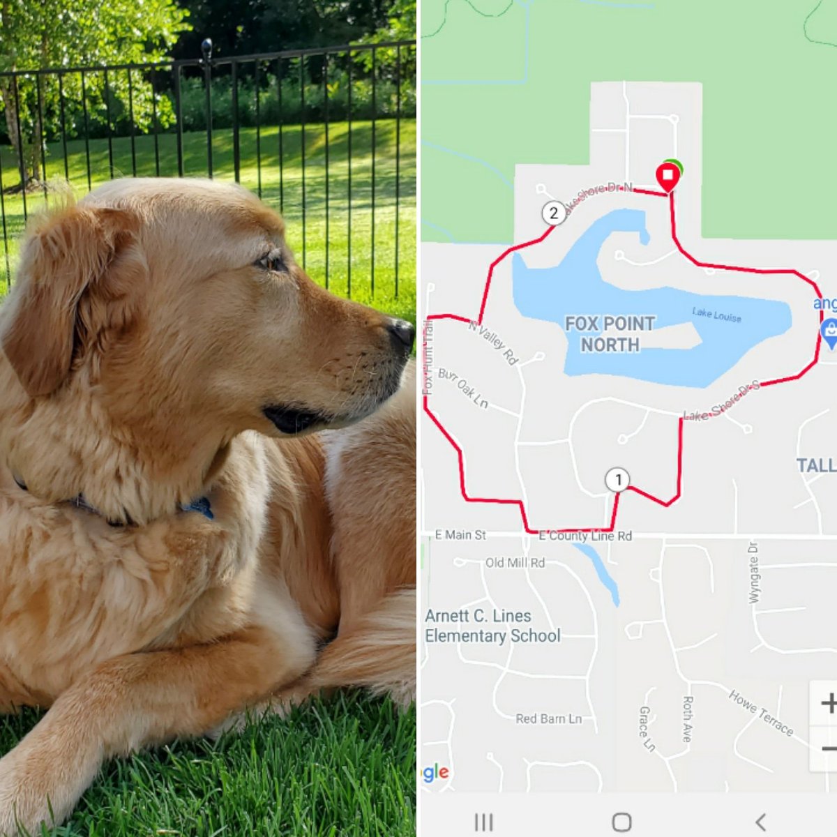 My attempt at a profile portrait of my faithful running buddy.  Do you see the resemblance? #GoldenRetrievers #runningwithdogs