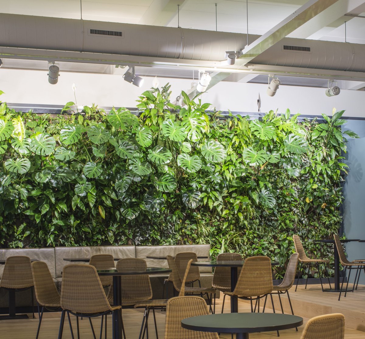 Bring green into your canteen! 
#SemperGreenwall #airquality #indoorclimate #interiordesign #biophilia #verticalgarden #greenwall #monstera #livinggreen #indoorplants