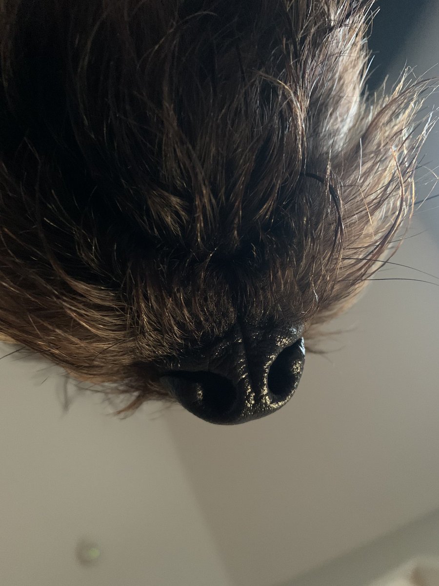 recoverWithCBT's tweet image. I was stretching to run this morning.  

Appreciate the support. Question the view.

#pupSupport