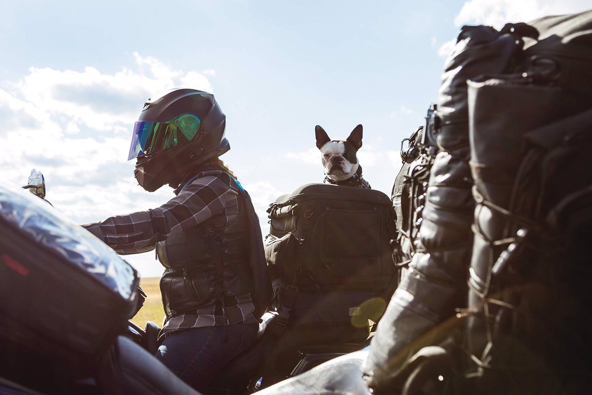 Accela バイク記事紹介 クリアキン のキャリーシートバッグ 犬 をバイク に乗せれて バイク から外しても ペットキャリーバッグとしても使用可能 これで愛犬とキャンプツーリングとか 憧れる T Co Pgvrobq1vj T Co