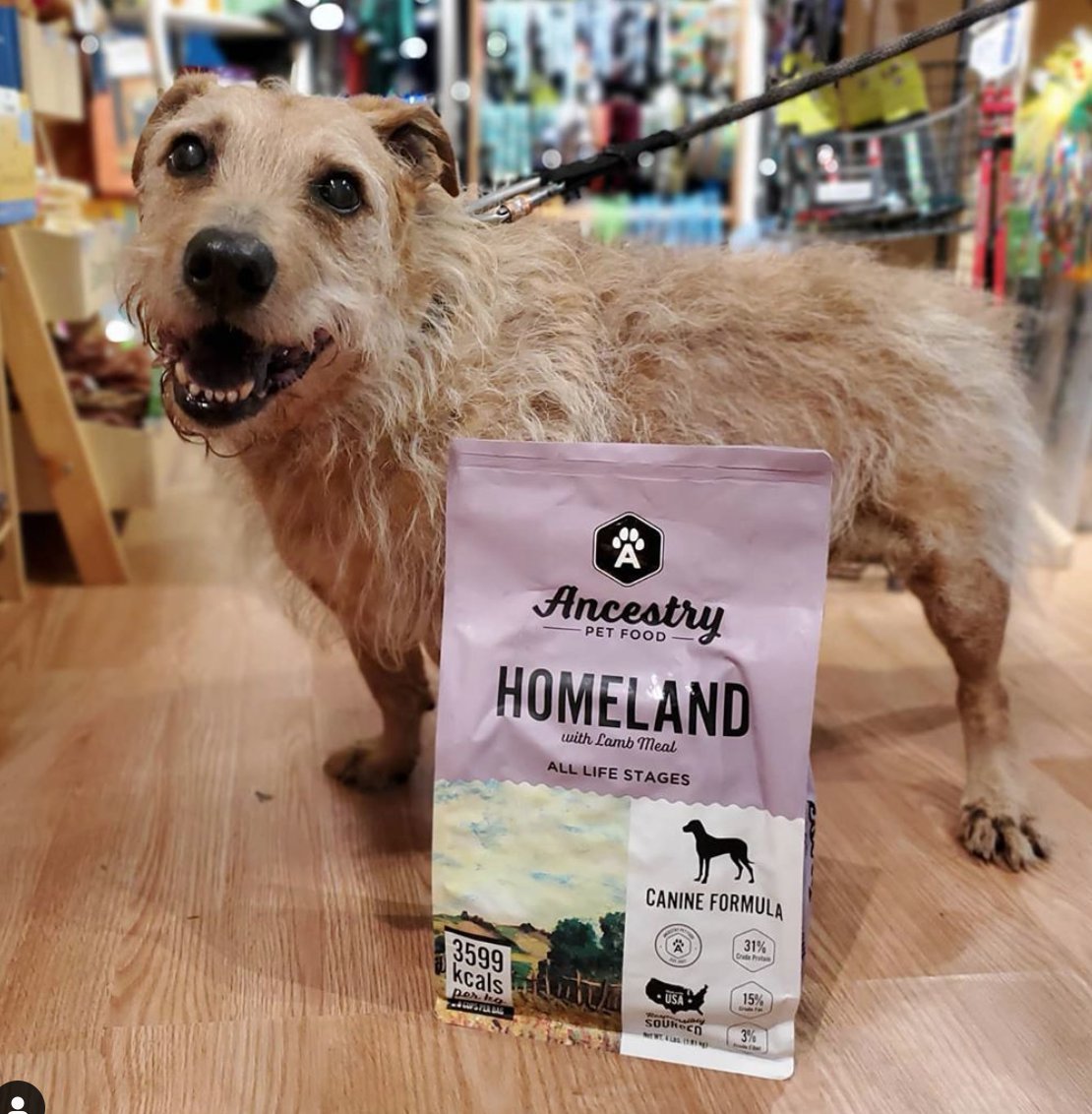 ancestry dog food