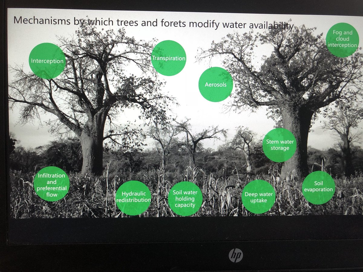 Focali_se's tweet photo. Great presentation by #Focalimember @AidaBargues @_SLU on Water-tree interactions: It matters where you are, what tree🌳&amp; tree cover... Avoid simple answers &amp; see benefits of trees on💧availability, soil function, moisture recycling🌧@suechomba @SIANIAgri @SweWaterHouse @ICRAF https://t.co/s97J1kg97Q