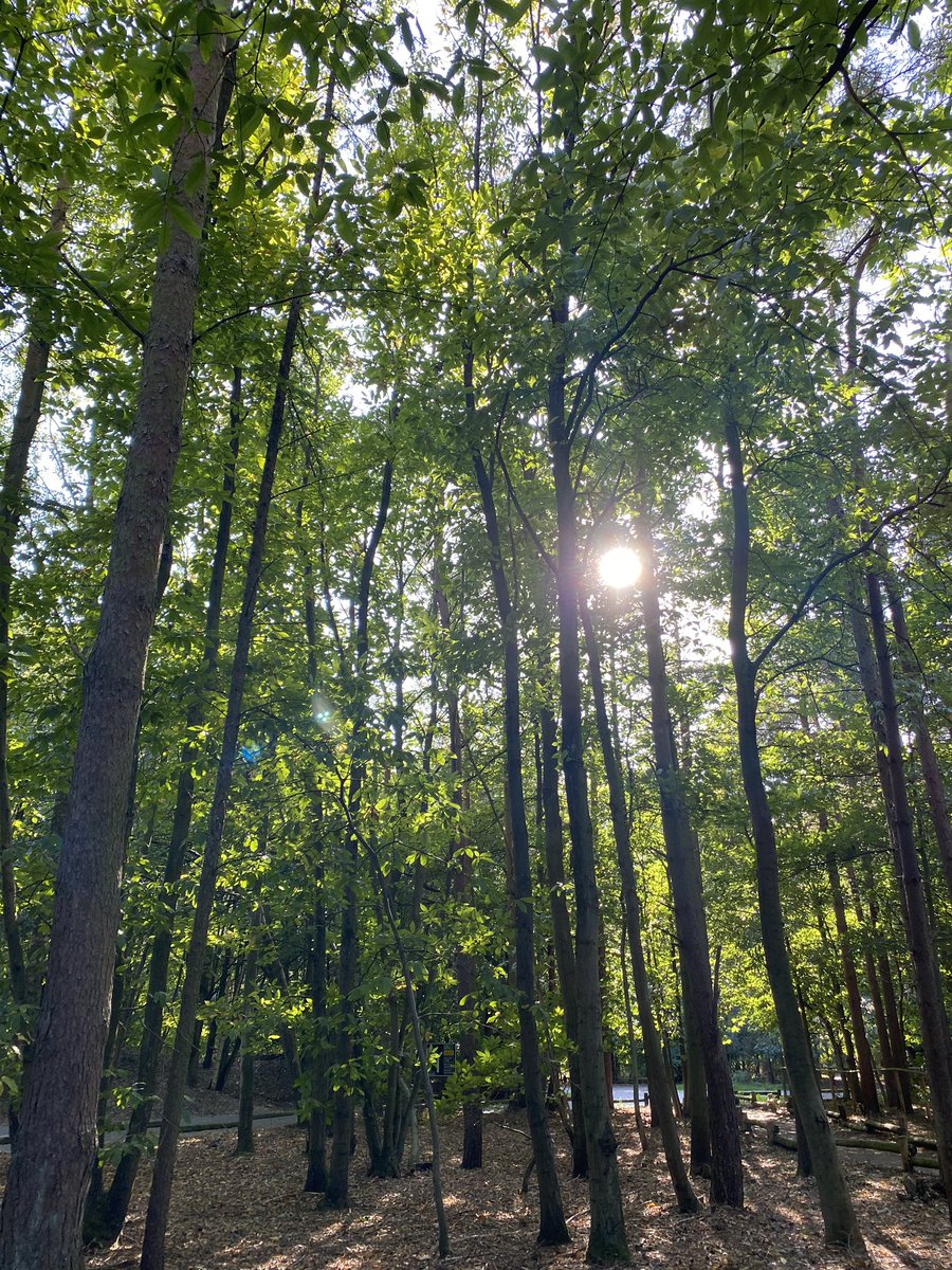 Love the calm of the forest <a href="/CP_UK_Elveden/">CP_UK_elveden</a> #happyplace