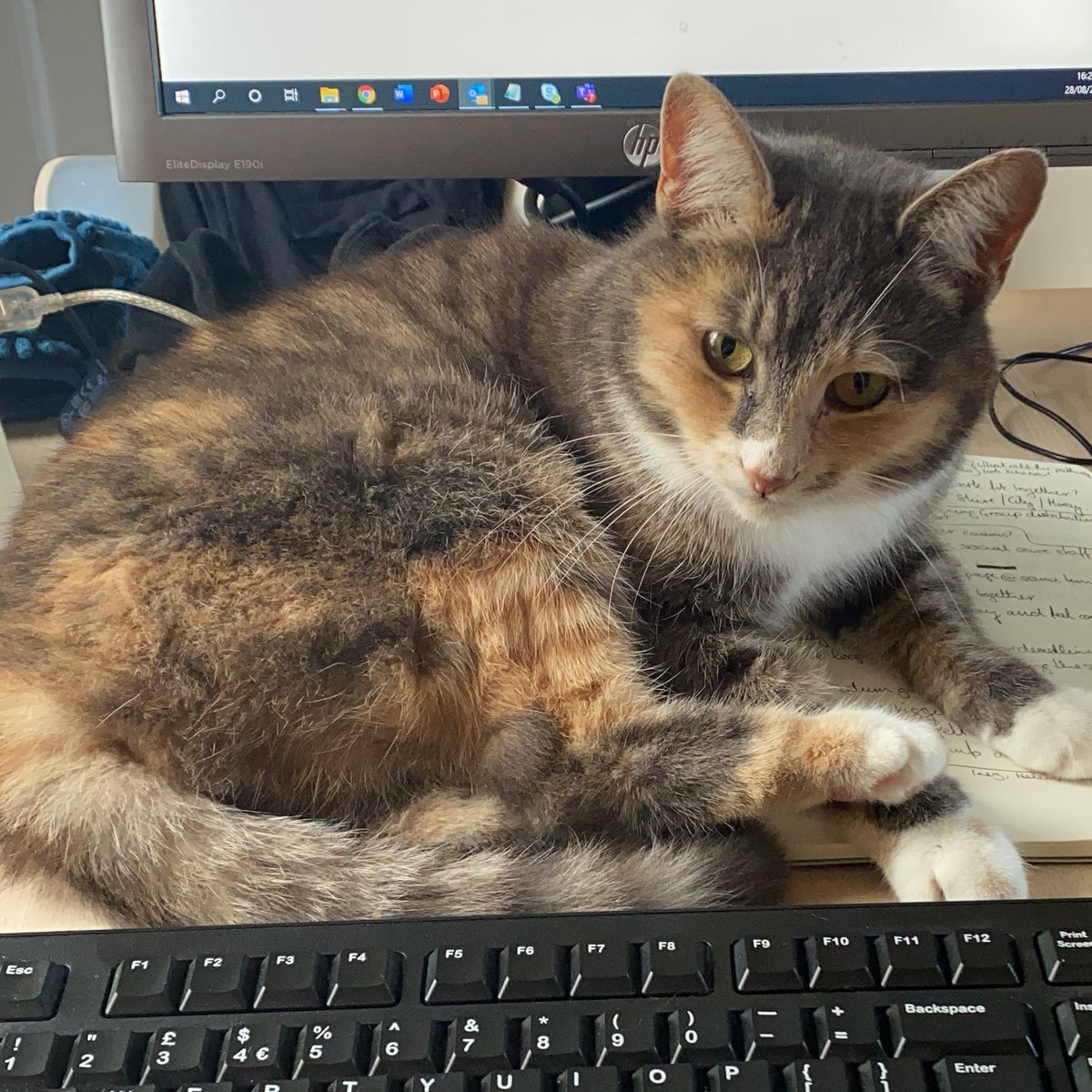 josraine's tweet image. My cat is giving me evils for having the temerity to cough in her presence #homeworking #joysofhomeworking #newnormal
