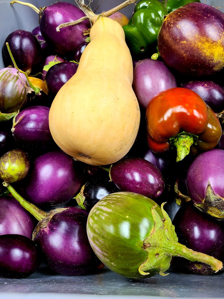 One of our last harvests of the summer from our #organic garden.
Until next year....
#organicfood #Sustainability 
#sustainableLiving #eatlocal 
#EatOutToHelpOut #veggies