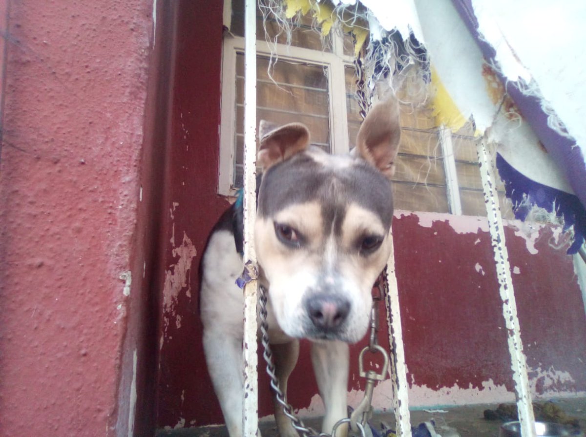 Dodgertoon's tweet photo. Yo también tengo frío, llevo dos años encadenado a éste barrote, nunca me sacan ni tengo donde cubrirme del frío, lluvia o calor. Ya pusieron la denuncia pero parece que ya se olvidaron de mí. Estoy en Iztapalapa.  
#MaltratoAnimal #perros #DenunciaCiudadana https://t.co/KM0NQJ90yW