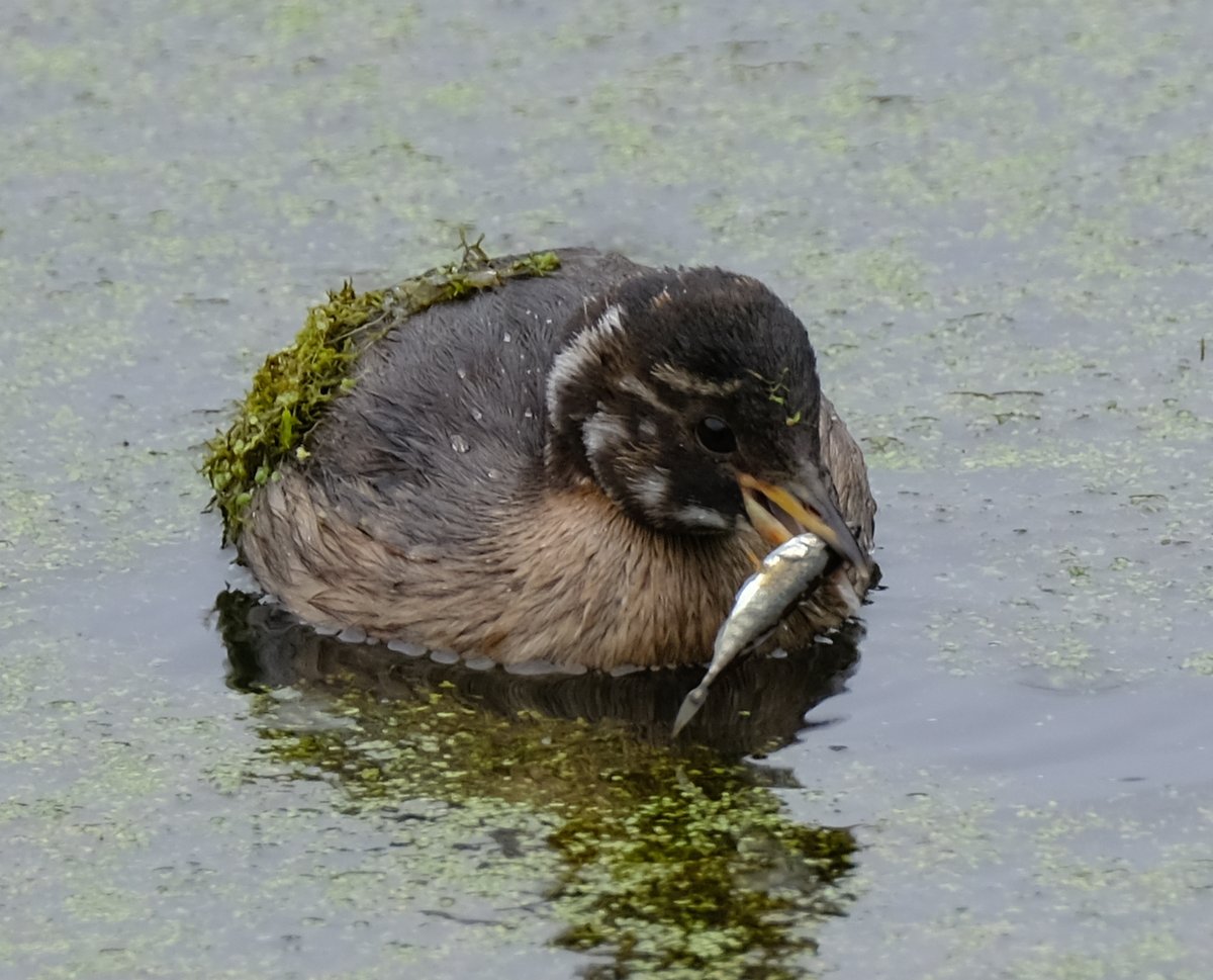 A wet morning at #Farpasture, @DurhamBirdClub , @gateshead