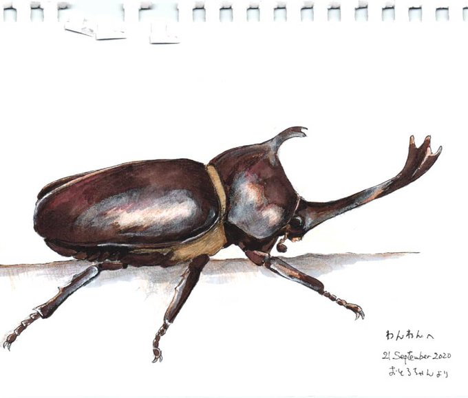 カブトムシのtwitterイラスト検索結果 カブトムシのtwitterイラスト検索結果