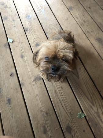 SFPuppies's tweet photo. Favorite This Post                    Sep 22        Brody : https://t.co/qttqp0VIRi #Dogs #Puppies #DogFinder #AdoptADog https://t.co/Wcs0uXaKnb