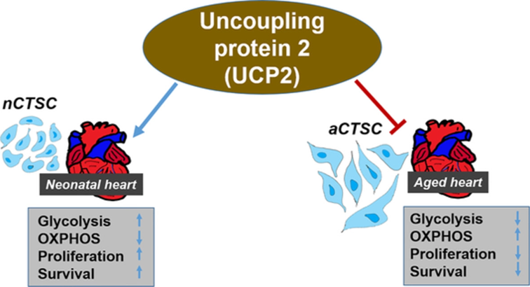 StemCellsPortal's tweet photo. Metabolic Alterations and Cardiac Cell Function
#age
#cardiaccells
#heart
#neonatal
#stemcells
#UCP2
https://t.co/GkQuUzxPrw https://t.co/Hys7jAZeId