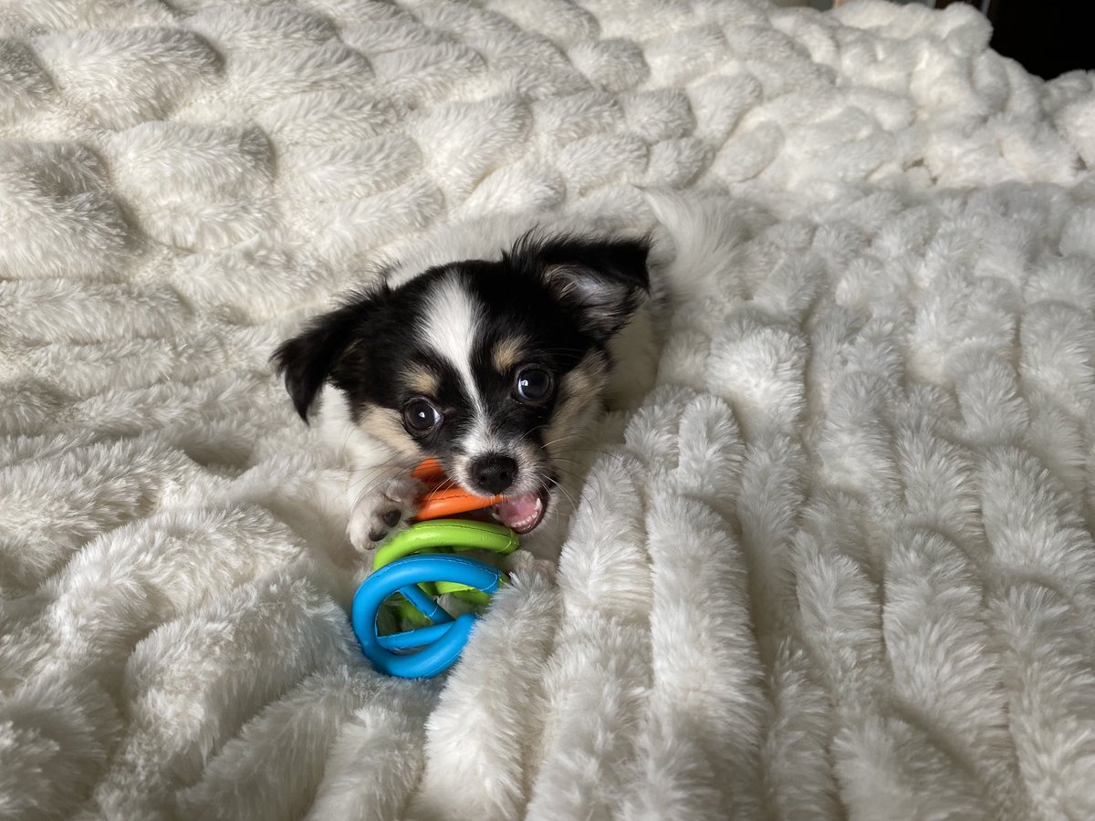 It’s important to train them early on a doggy double helix of doggy DNA...

#DoggyDNA
#DogGeneticist