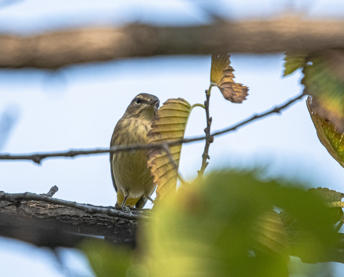 A warbler behind a leaf, he believes no one can see him.
#birds #birding #birdwatching #photography #naturelovers #wildlife #ThePhotoHour #NaturePhotography #birdsphotography #PHOTOS