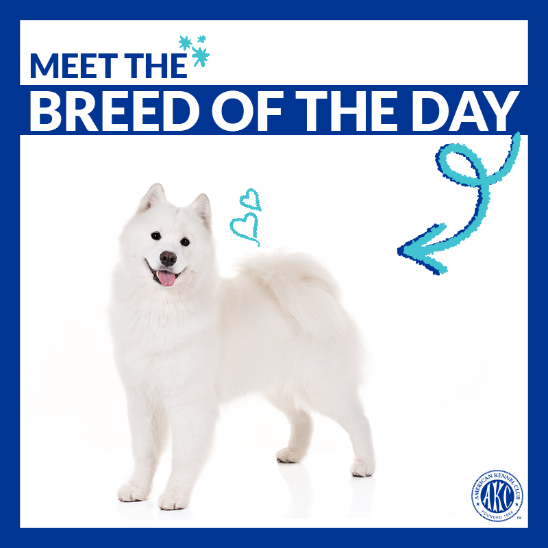 samoyed american kennel club