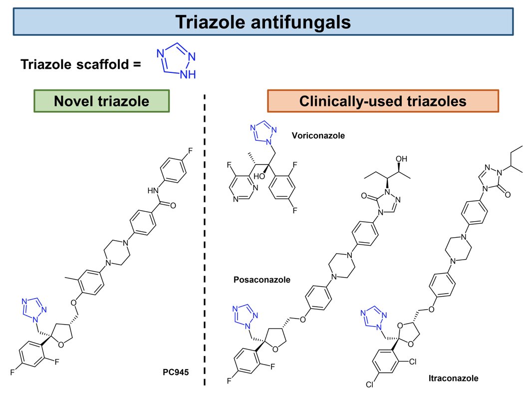 To take the yeast by the horns: researchers describe the antifungal effects of a novel inhaled triazole on Candida albicans-infected immunocompromised mice prelights.biologists.com/highlights/ant…

By @zhanghe_goh on preprint from Nishimoto et al.