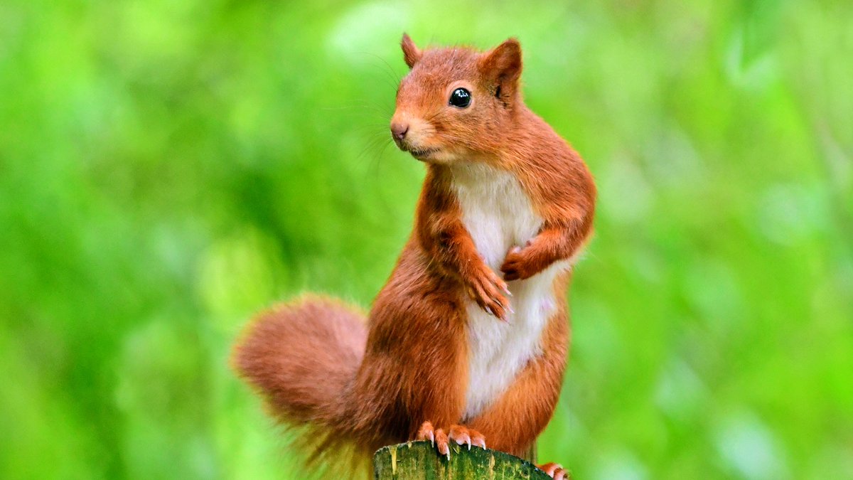 We are celebrating National Red Squirrel Week with our favourite images captured <a href="/BenmoreBotGdn/">Benmore Botanic Garden</a> 
Many thanks to John Williams for this cute pic.
If you spot a squirrel between 21st – 27th September report your sightings at scottishsquirrels.org.uk