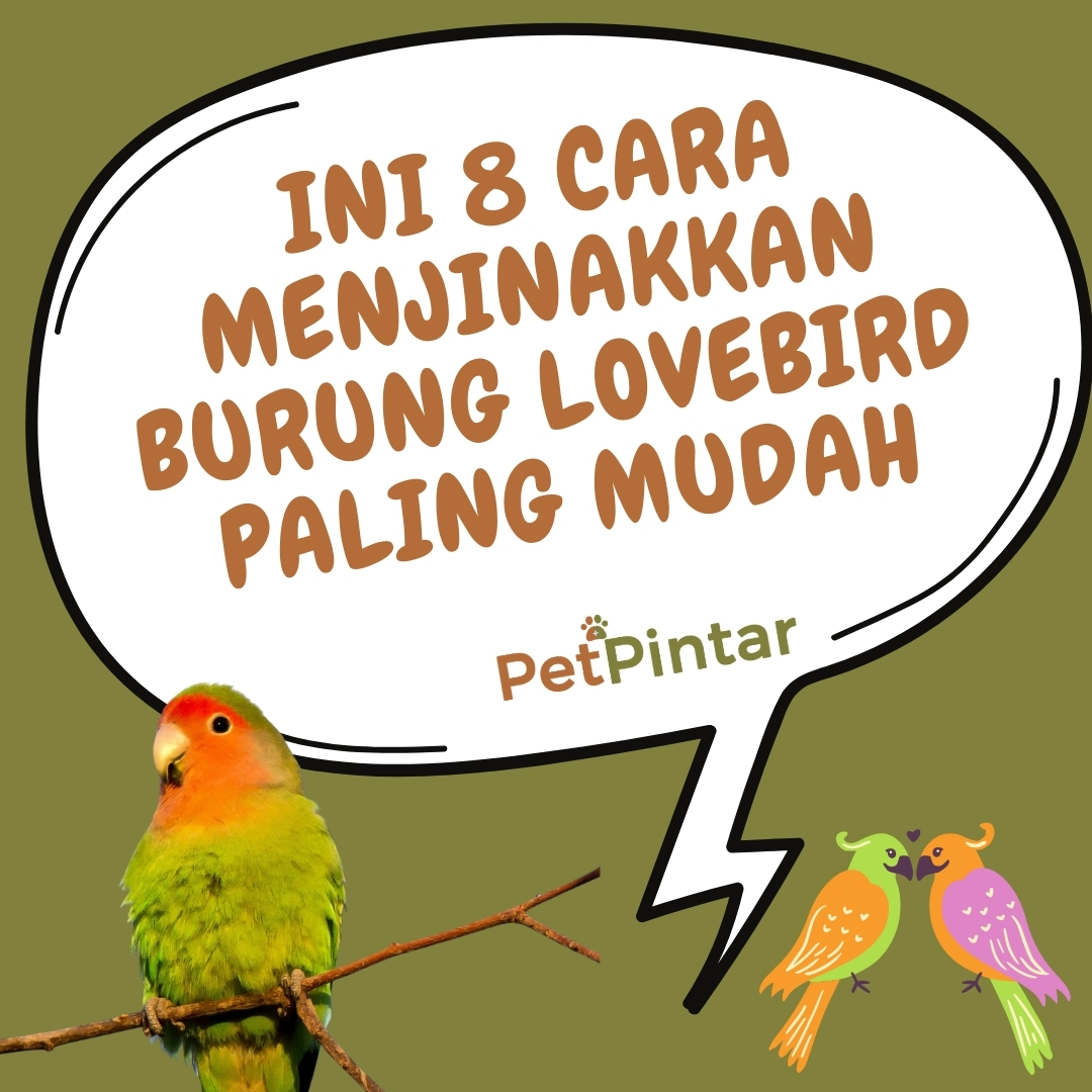 Pintar Pet Video tweet media
