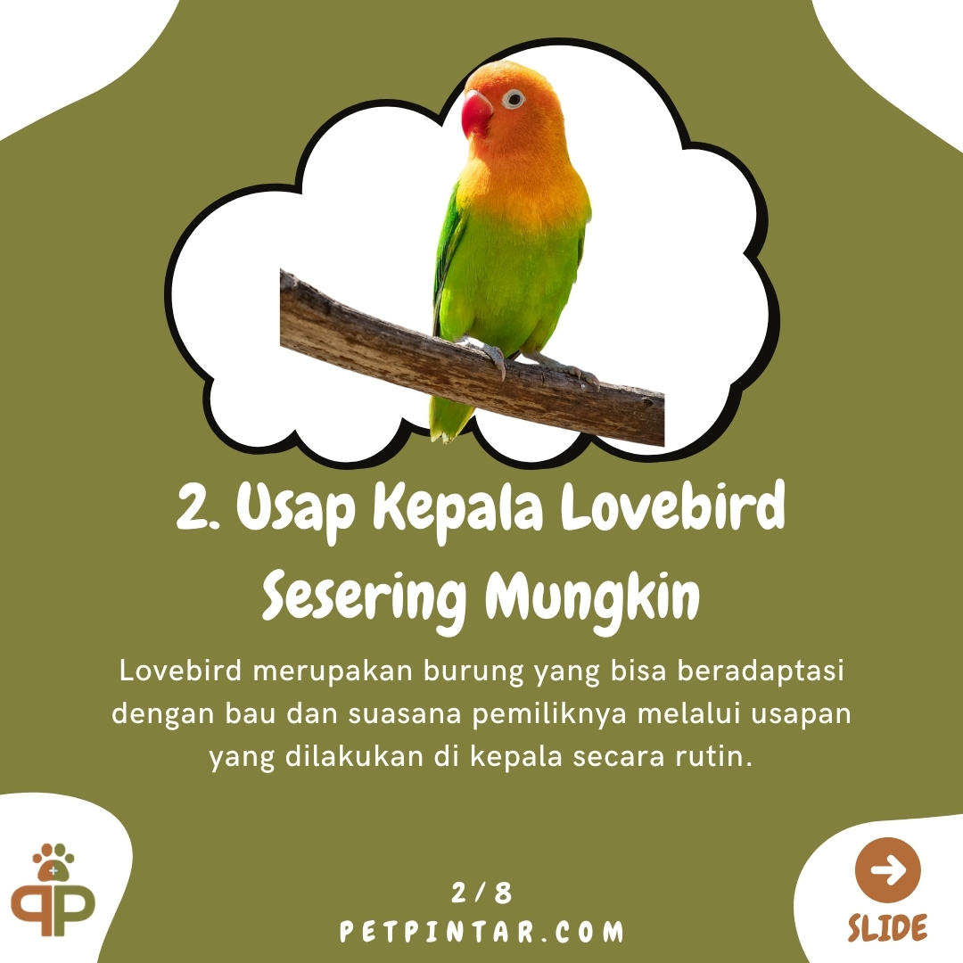 Pintar Pet Video tweet media