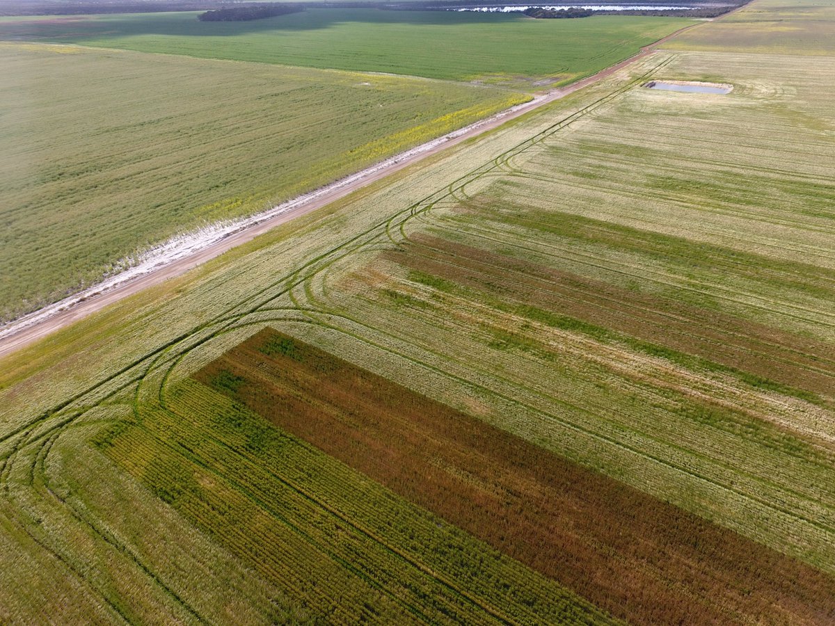 Interesting colours SEPWA barley trial today at Condy