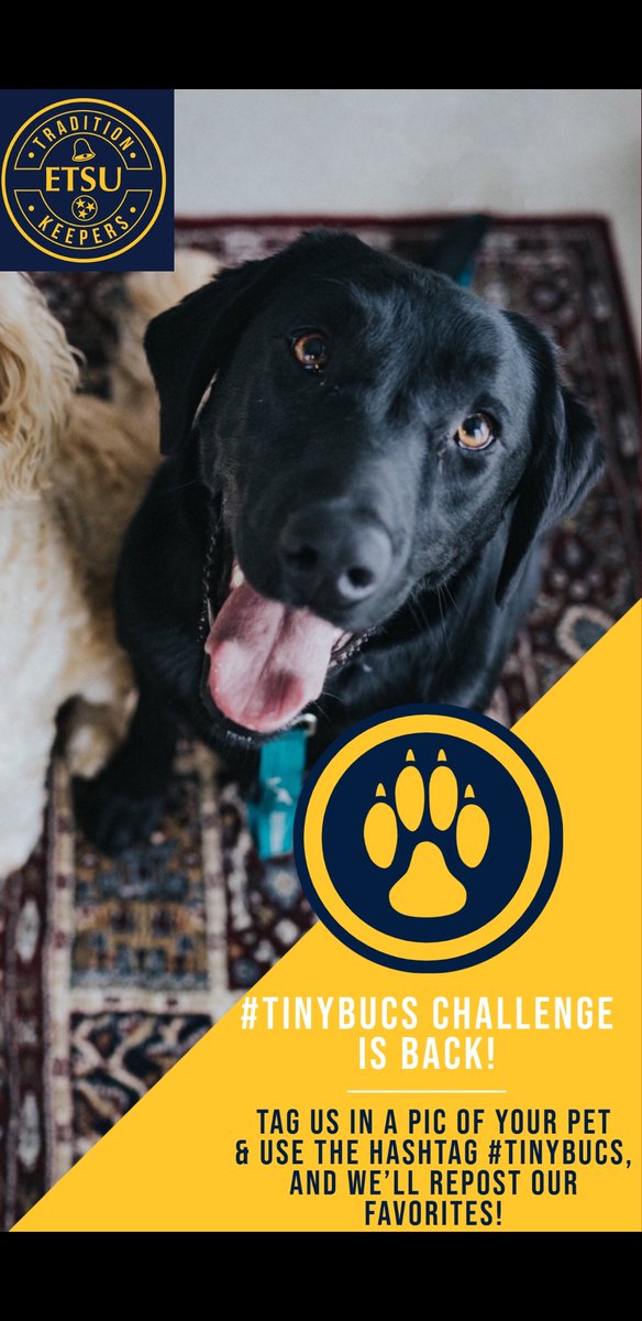 🚨‼️ New Photo Challenge: #TinyBucs is back! Post a picture of your pet with the #TinyBucs, tag @etsutraditionkeepers, and we will retweet our favorites! Which Tiny Buc is gonna win? 😎 💙💛 #etsutradkeepers #ETSU #ETSUPRIDE365 #photochallenge