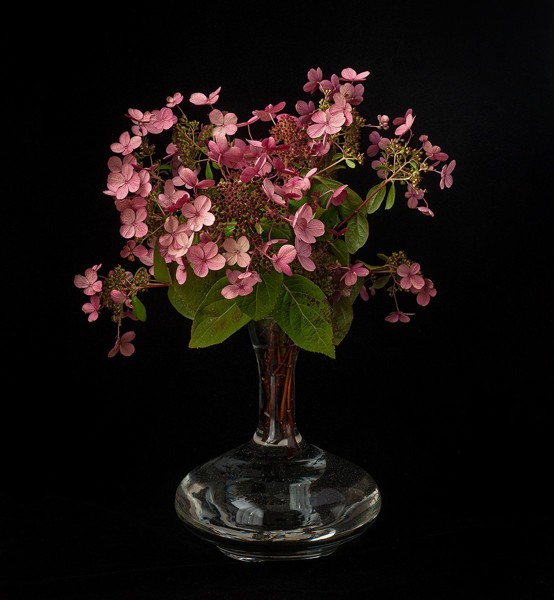 Betho1850's tweet photo. Quick Fire Hydrangea. Wine Decanter. https://t.co/4ElA7La4Ap