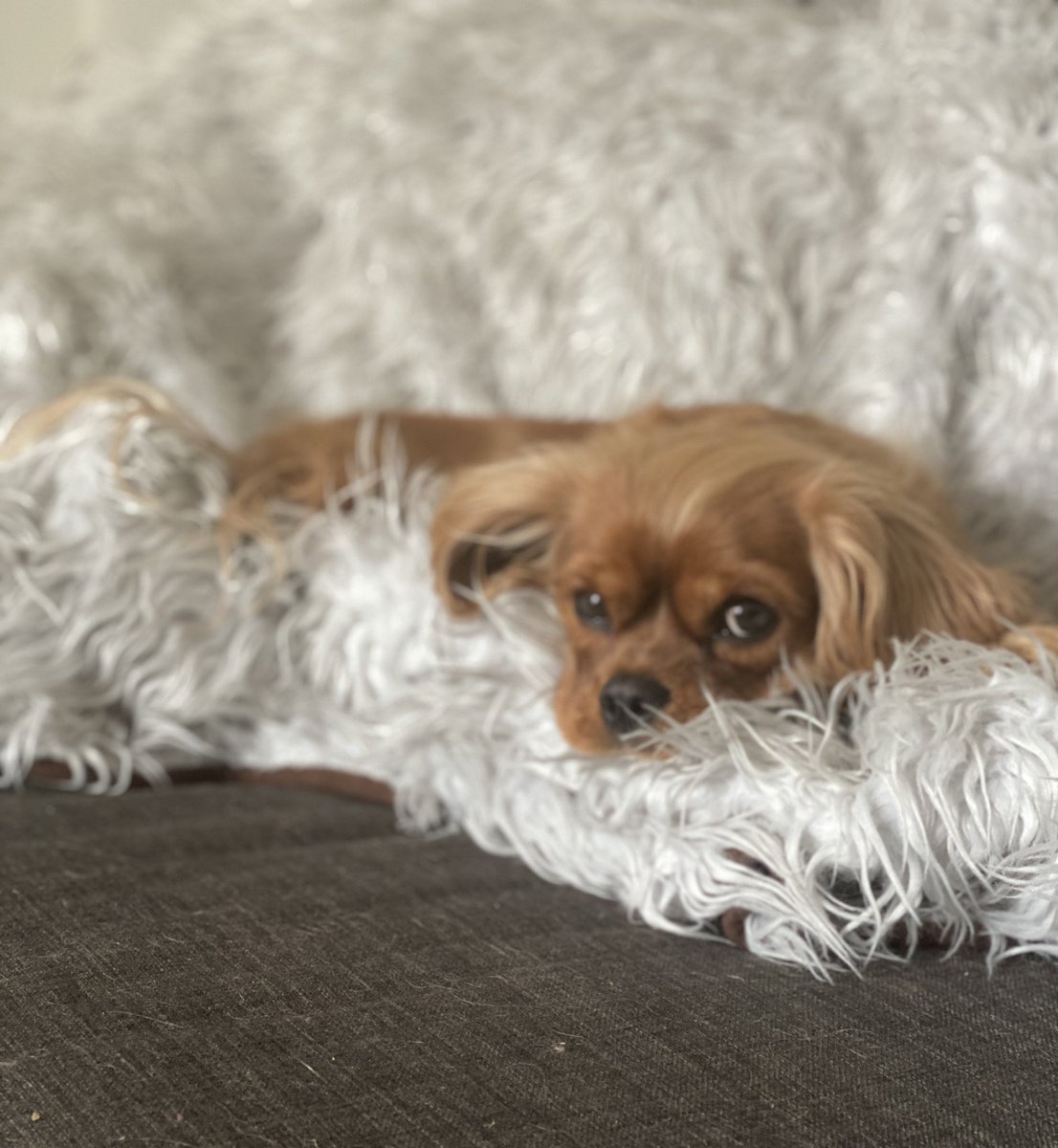 crlyoung's tweet photo. @SallieGHammett @dog_rates @dog_feelings @dogfather @TheGoldenRatio4 We will love Gracie (cavvie)extra and we hope Charlie meets our Millie (beagle)and can run zoomies with her in dog heaven.  I’m so sorry for your loss. https://t.co/0jPnfSAH5K