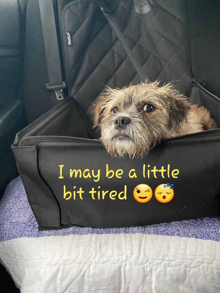 MissDaisyBelle1's tweet photo. Just some mugshots of a BT 😉🤣 #BTPosse #beachlife #borderterrior https://t.co/RpJjooTxsu
