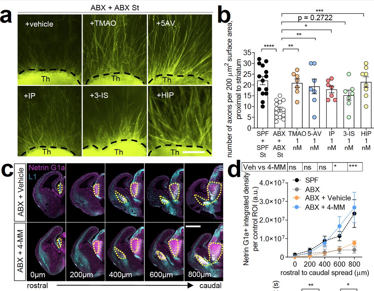 Some of the metabolites directly stimulated axon outgrowth from explants. Also, when  @helenvuongphd administered the metabolites systemically to pregnant mice, they increased in fetal brains and prevented the axon defects seen in fetal brains from microbiota- deficient moms.