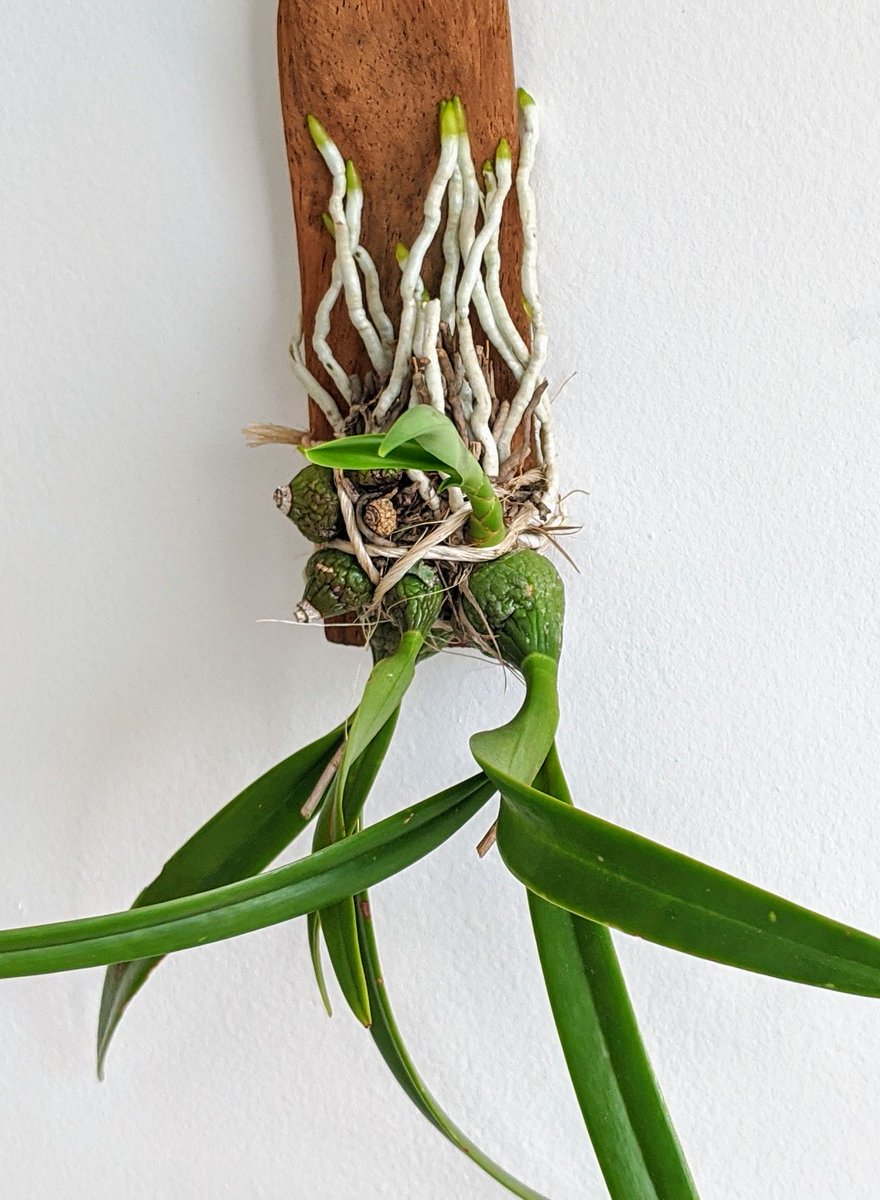 mertbirdwater57's tweet photo. #pseudobulbs #orchids
#fall #Encyclias and ?
#needlabels
๐ฆ๏ธ๐ฒ๐ฝ๐ https://t.co/sGw9oHWcFX
