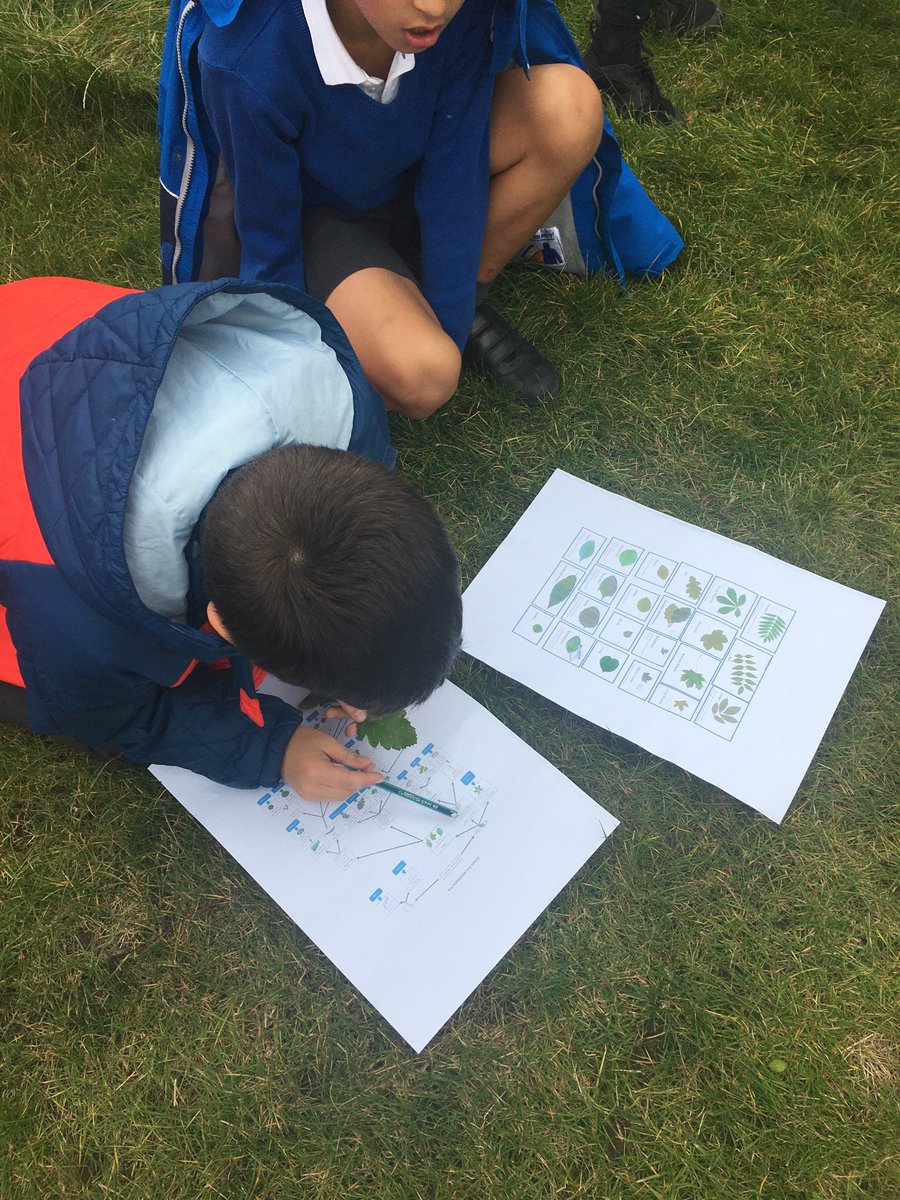 DMPrimary7's tweet photo. Tree identification #P6B #outdoorlearning https://t.co/M1AfQ1ifN8