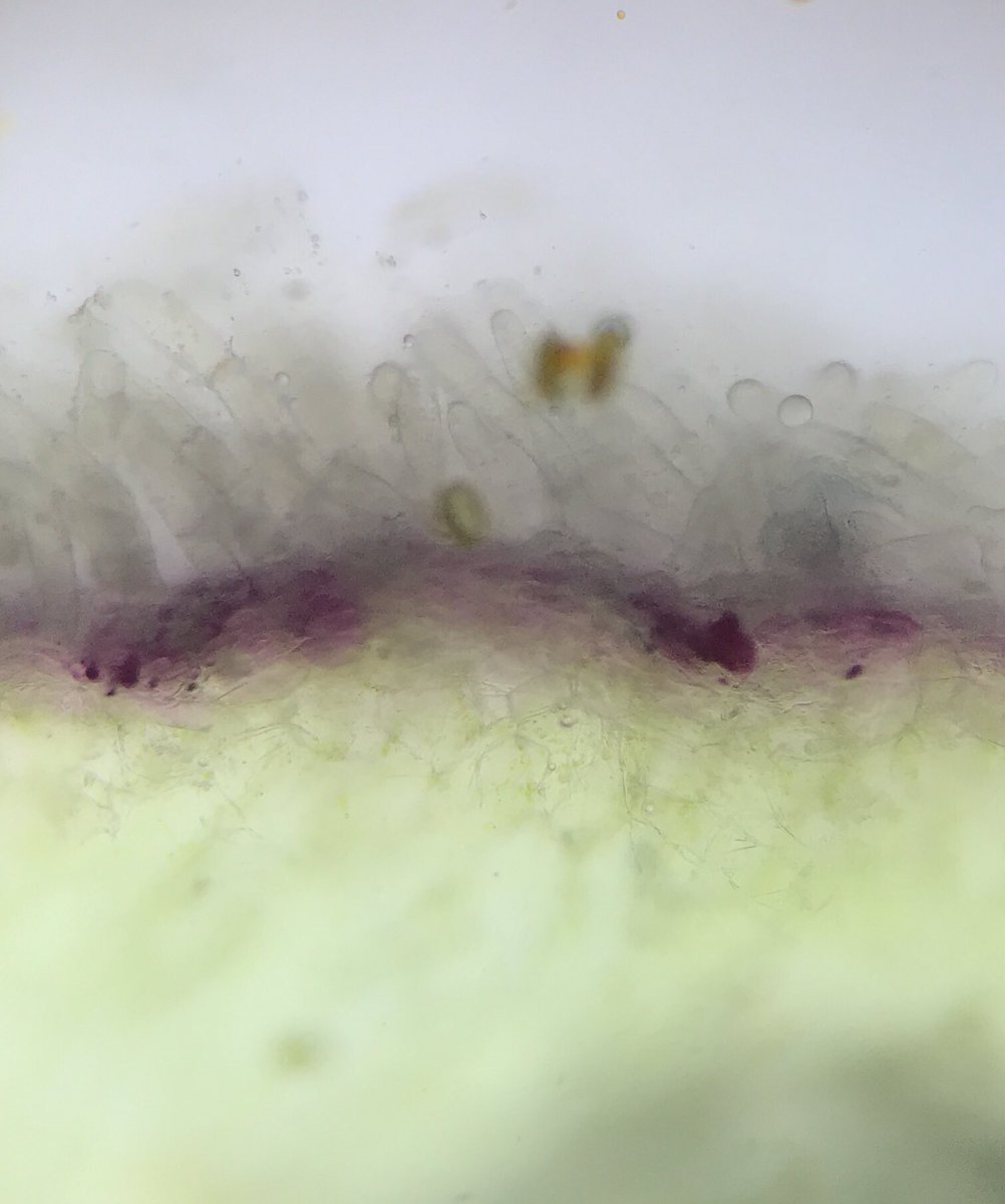 tavernierSVT's tweet image. T #SVT contact #pollen et #pistil. TP Reproduction des angiospermes. Dommage, pas de tubes polliniques