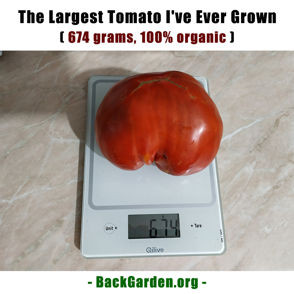 BackGarden_org's tweet photo. The largest tomato I've ever grown in my garden. 674 grams, 100% organic.

#tomato #tomatoes #tomatoplant #gardening #gardener #backgarden #gardeningblog #gardeners #tomatoplanting #bigtomatoes https://t.co/gXLp4B2dBg