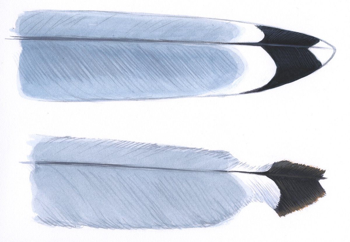 Here is what to look for as birds molt their worn-out feathers. (Members only) #Birding
ow.ly/6EMe50ByVj8