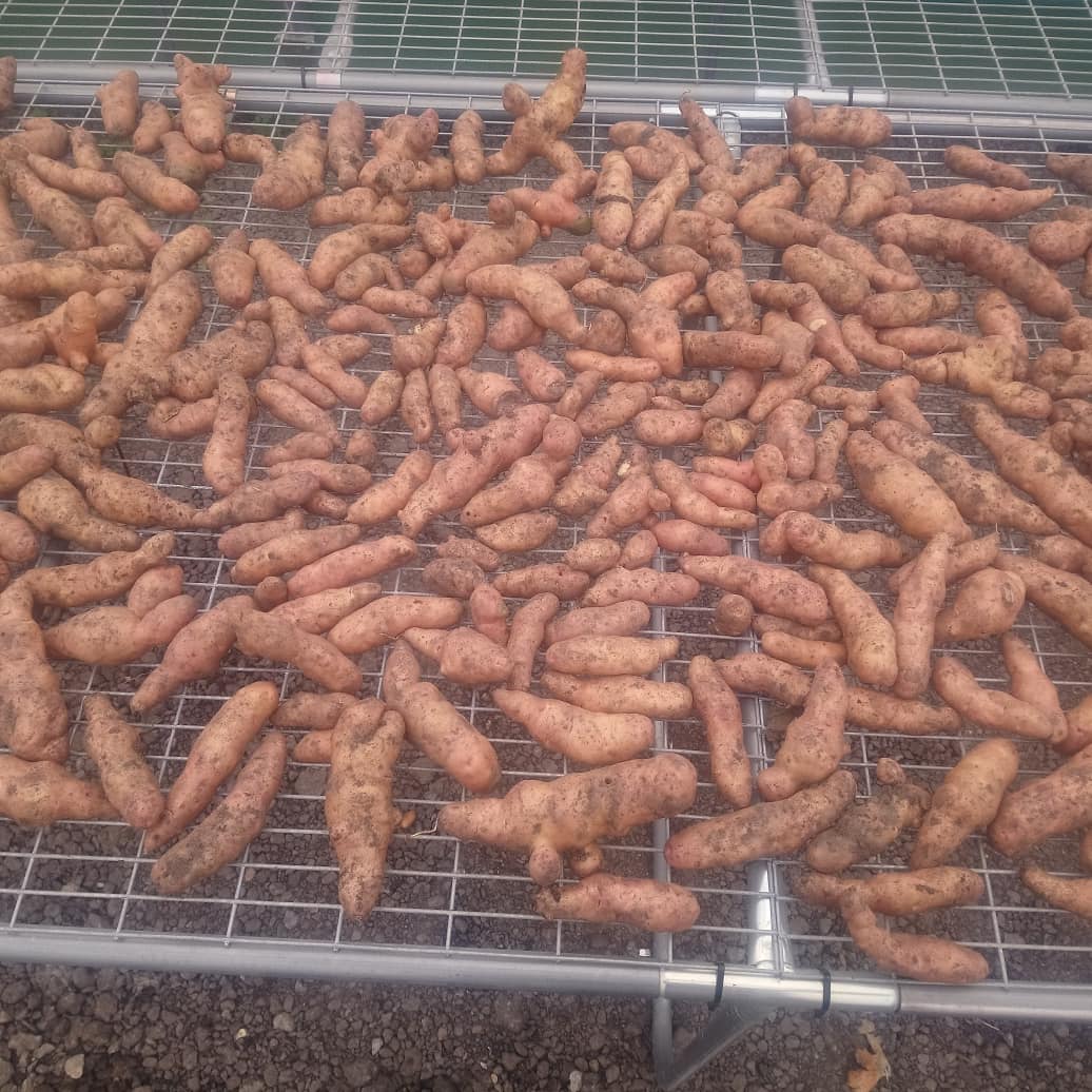 MattOliver87's tweet photo. Finally got round to lifting the maincrop spuds, Pink Fir Apple, Desiree and Maris Piper. Decent crop but a smidge more sluggy than I'd like due to delayed harvest. #GlobalGrowthVeg #GGVG #GrowYourOwn #GYO #allotment https://t.co/Lt81staaH9