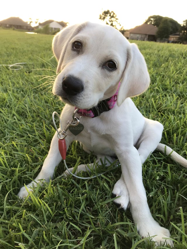 DoggoTheBot's tweet photo. @scorsonereyes não fica triste! olha aqui um cachorro fofinho pra te alegrar! 
 :) https://t.co/E1ZOf0NxgF