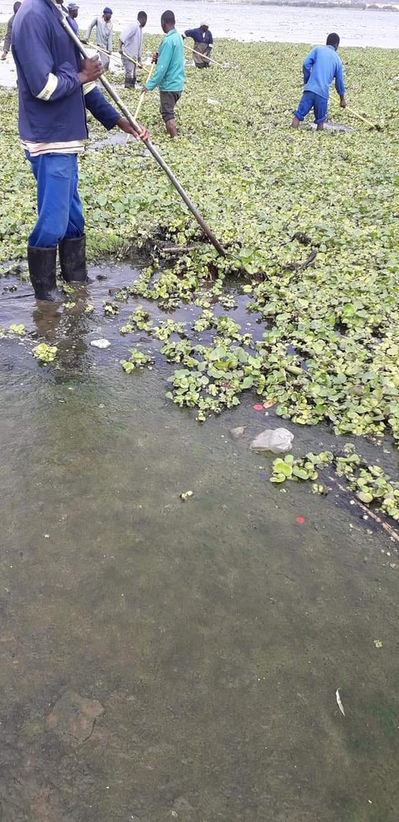 bundu76's tweet photo. We've decided to clean the dam in mabopane next to Morula sun https://t.co/KGMdP5rMhd