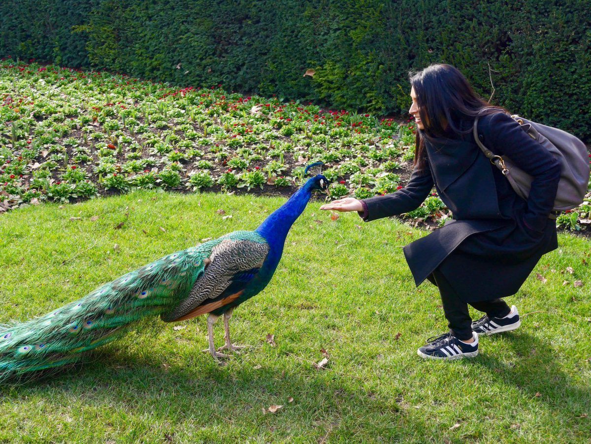 the Curious Pixie tweet media